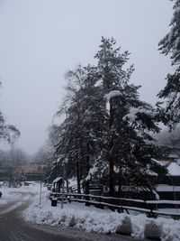 Trees against sky during winter