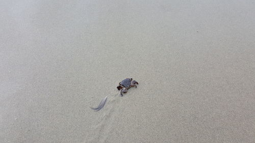 High angle view of crab at beach