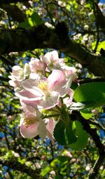 Low angle view of flowers blooming on tree