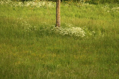 Grass on landscape