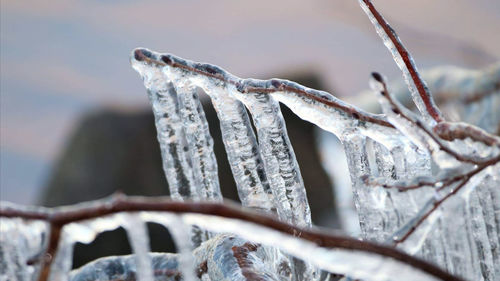Close-up of icicles on branch