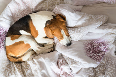 High angle view of dog sleeping on bed