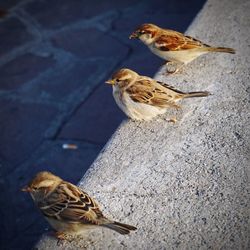 High angle view of birds feeding