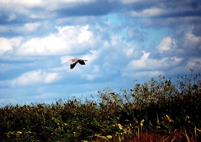 Bird flying in the sky