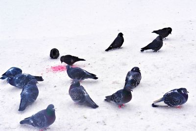 High angle view of birds on snow