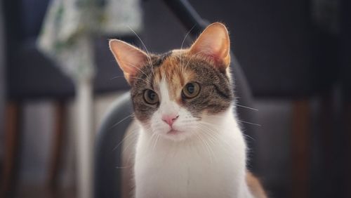 Close-up portrait of a cat