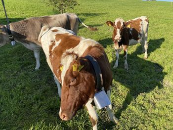 High angle view of cows on field