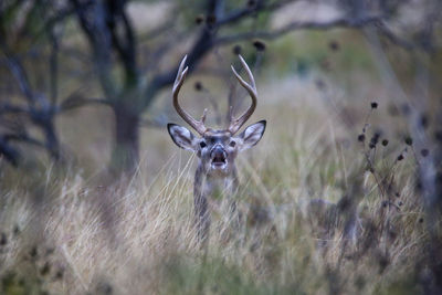 Buck looking over top of tall field grass showing neck, head, and antlers  looking into the camera.