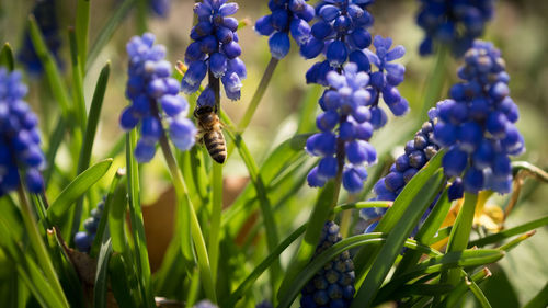 Close-up of bee pollinating on purple flower