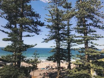 Trees on beach against sky