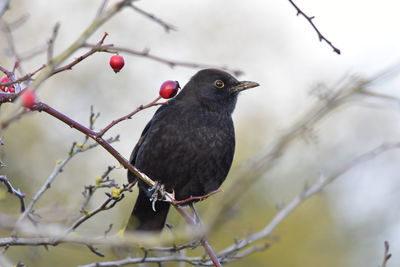 Bird perching on a branch