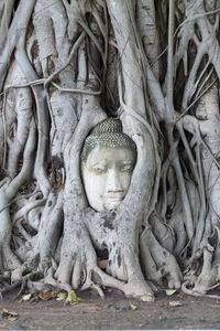 Buddha sculpture amidst tree roots at wat mahathat