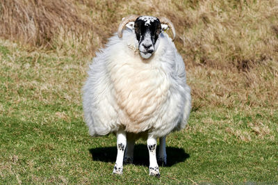 Portrait of sheep on field