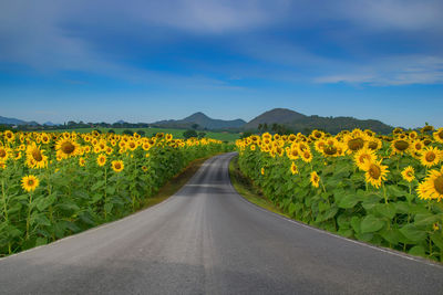 Empty road amidst sunflowers