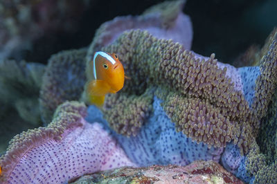 Eastern skunk anemonefish and its anemone with a color mantle, bright yellow with a white stripe 