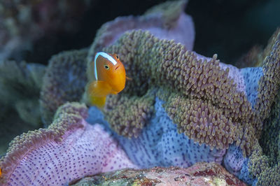 Fish swimming in sea