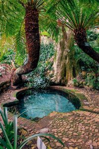 View of trees in garden