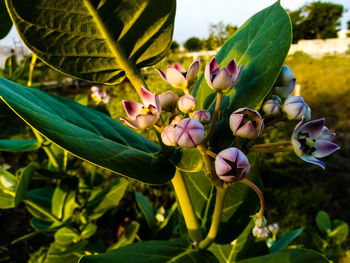 Close-up of flowers