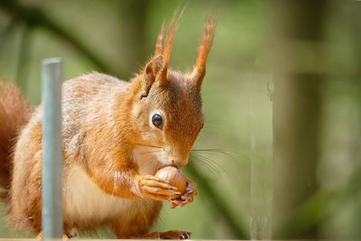 Close-up of squirrel