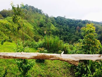 Scenic view of forest against sky