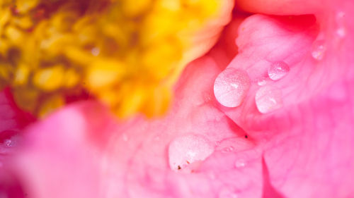 Close-up of water drops on pink flower