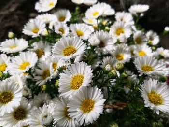 Close-up of white daisy flowers