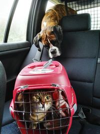 Portrait of cat in cage against boxer on car seat