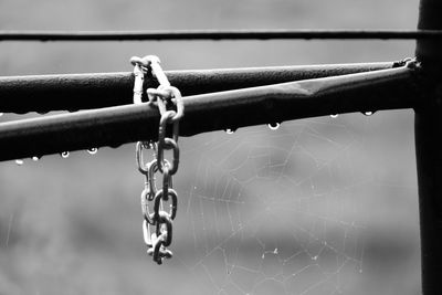 Close-up of wet spider web and chain
