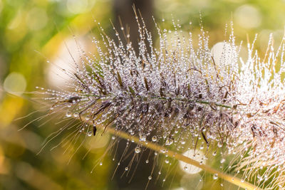 Close-up of wet wilted plant