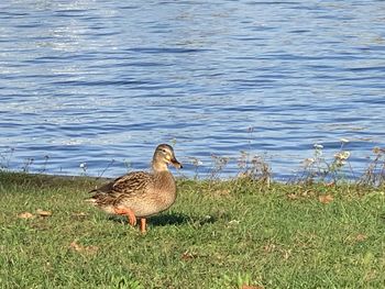 Mallard duck on lakeshore