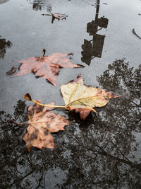 High angle view of maple leaves floating on water