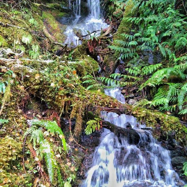 water, waterfall, flowing water, motion, long exposure, flowing, beauty in nature, nature, forest, tree, scenics, rock - object, plant, growth, green color, blurred motion, idyllic, day, stream, tranquility