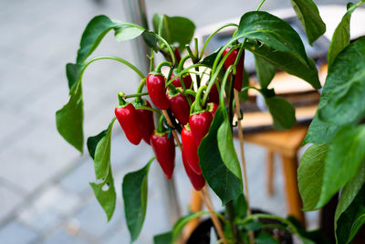 Close-up of red berries growing on plant