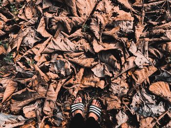 Low section of person standing on dry leaves