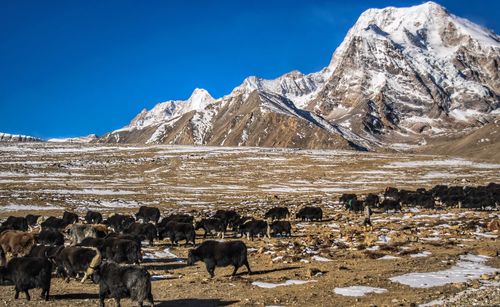 Herd on landscape against sky