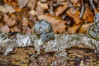 Close-up of mushroom on rock