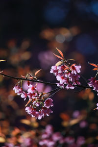 Close-up of cherry blossom tree