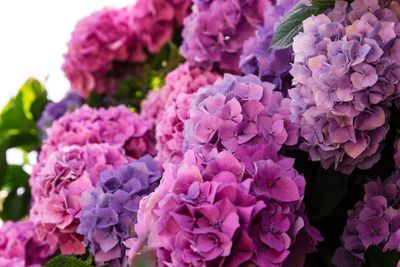 Close-up of fresh purple hydrangea flowers