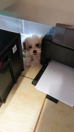 High angle view of dog on table at home