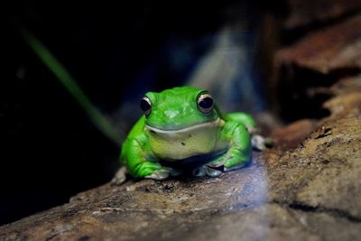 Close-up of frog