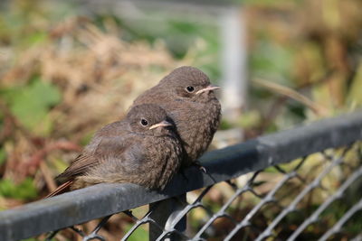 Close-up of bird perching on metal fence