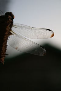 Close-up of butterfly