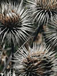 Close-up of plant