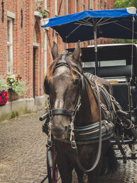 Horse cart in city