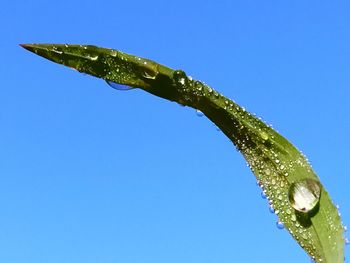 Low angle view of wet plant against clear blue sky