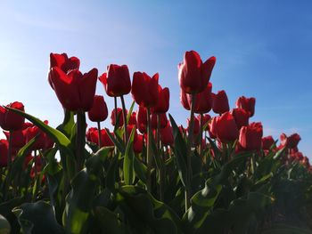 Close-up of red tulips in field against sky