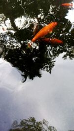 Close-up of koi fish in water