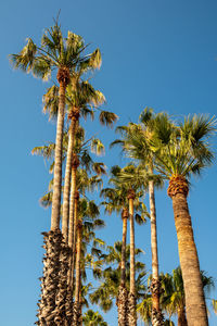 Rows of palm trees against blue sky