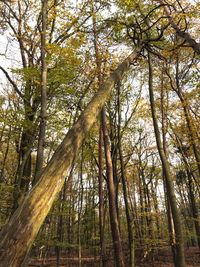 Low angle view of trees in forest