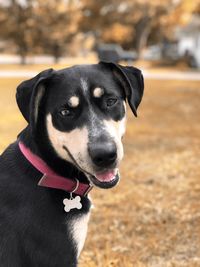 Close-up of dog looking away